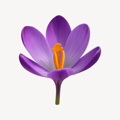 Vibrant purple crocus flower
