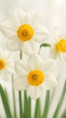 Fototapeta premium Elegant daffodils bloom beautifully mobile wallpaper