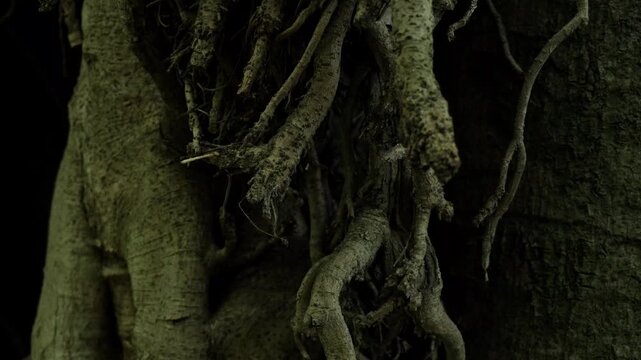 Horizontal close-up of ancient tree roots and vines in a tropical rainforest, intricate natural texture and organic background