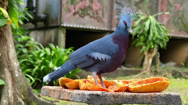 bird in the zoo, the beauty of victoria crowned pigeon, hungry bird