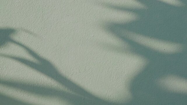 Shadow leaf background wall light green overlay abstract plant 4k backdrop mockup minimal summer wallpaper, blur nature spring autumn video vintage branching floral, card holidays.