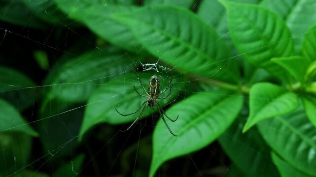 Horizontal slow motion macro of a silver orb-weaver spider weaving its web in a lush green jungle background 2