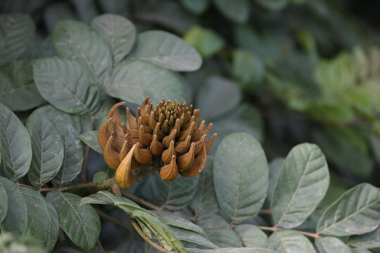 African tulip tree flowers (Spathodea campanulata)