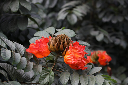 African tulip tree flowers (Spathodea campanulata)