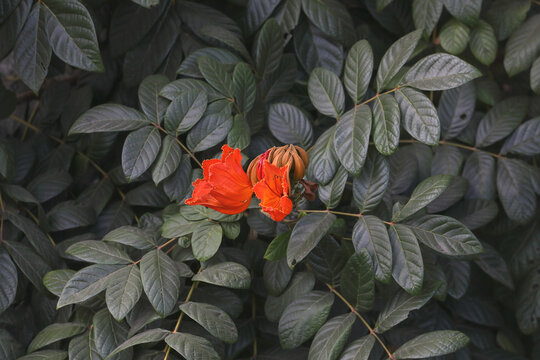 African tulip tree flowers (Spathodea campanulata)