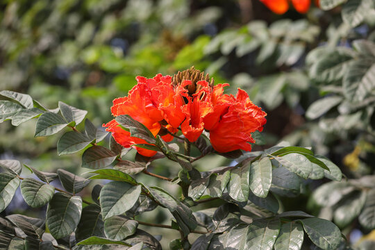 African tulip tree flowers (Spathodea campanulata)