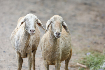 Obraz premium Goats are on the farm