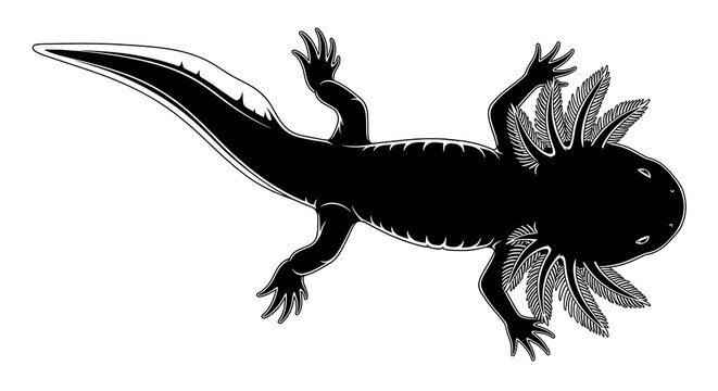 Stylized monochrome illustration of an axolotl, a unique aquatic salamander showcasing its distinctive external gills and lizard-like form, capturing its intriguing amphibian essence