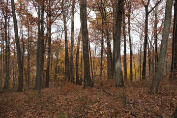 Obraz premium Autumn in the Woods