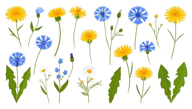 Colorful floral illustration featuring dandelions and cornflowers on white backdrop