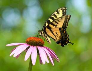 Fototapeta premium A vibrant, close-up shot showcases a yellow and black butterfly poised delicately on a pink coneflower, with a blurred green backdrop