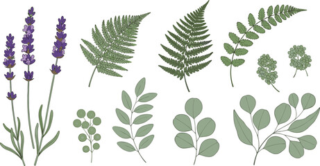 Botanical leaf collection vector with lavender fern eucalyptus branches and greenery foliage elements isolated on white background for floral design © Mostafijur