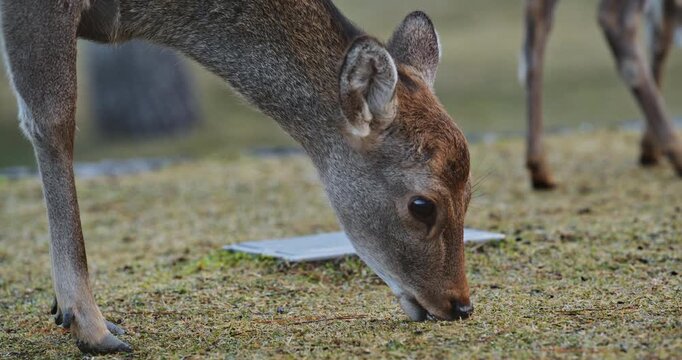 Closeup on young deer in park eating grass