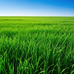 Fototapeta premium A peaceful, sweeping view of a vast, intensely green, verdant meadow under a bright clear blue sky, suggesting health, growth, and natural beauty, fresh, natural beauty, slope