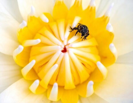 Close-up of a vibrant yellow flower with a small black insect perched on top, natures beauty.