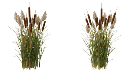 Fototapeta premium Lush cattail plants isolated on white background swaying gracefully with serene natural appearance