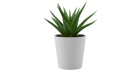Potted aloe vera plant isolated on white background showcasing vibrant leaves