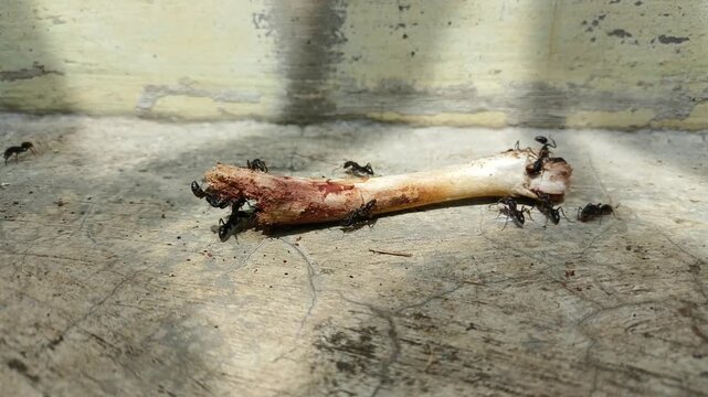 video of a colony of black ants swarming and feeding on a leftover animal bone on a cracked concrete surface.