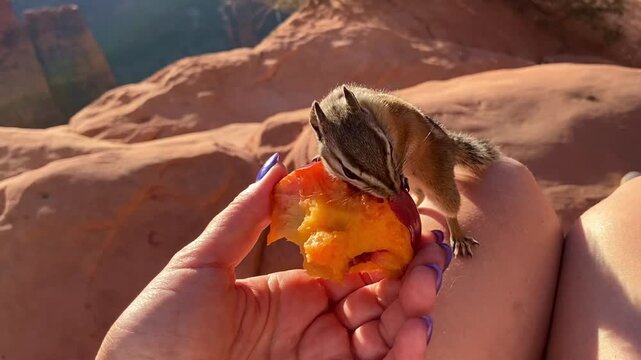 Authentic POV footage of a cute chipmunk eating a nectarine slice from a hand. Set against red rock mountains during golden hour. Unexpected wildlife encounter during a morning picnic.
