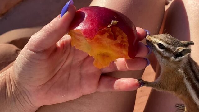 Authentic POV footage of a cute chipmunk eating a nectarine slice from a hand. Set against red rock mountains during golden hour. Unexpected wildlife encounter during a morning picnic. 4K.