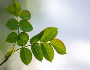 Fototapeta premium Close-up of vibrant green rose leaves against a soft, blurred background, showcasing natural beauty.