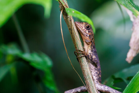 Green Forest Lizard (Calotes calotes) on a plant stem in Sinharaja Rainforest, Sri Lanka