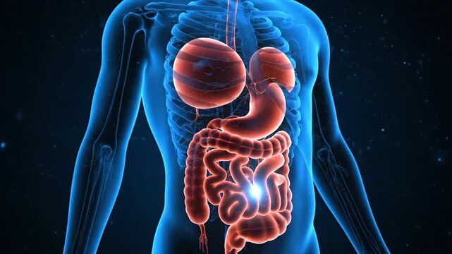 Dynamic 3D medical animation of the human digestive system, showing glowing organs and intestinal activity.