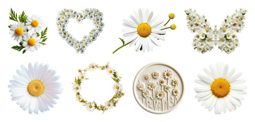 Fototapeta premium PNG Daisy floral arrangements collection on transparent background