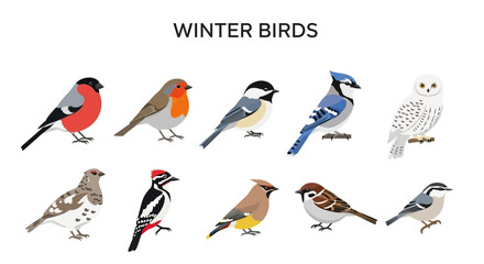 Illustration of ten distinct species of winter birds against a white background © Kenywanch