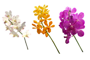 An isolated close-up image of three fully blooming orchid flower spikes of different colors,...