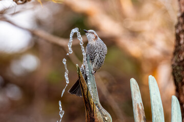 水を飲むヒヨドリ