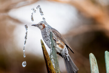 水を飲むヒヨドリ