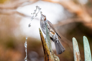 水を飲むヒヨドリ