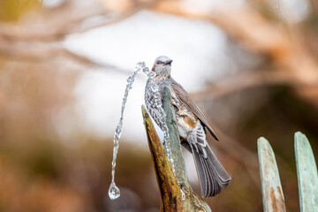 水を飲むヒヨドリ