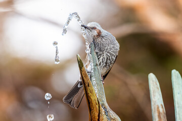 水を飲むヒヨドリ