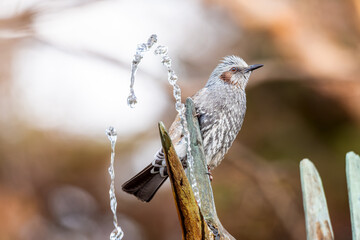 水を飲むヒヨドリ