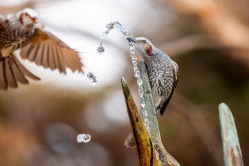 水を飲むヒヨドリ