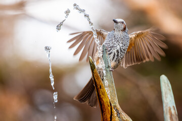 水を飲むヒヨドリ