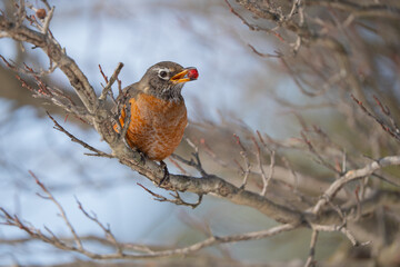 American Robin (turdus migratorius) perched in tree eating bright red berries