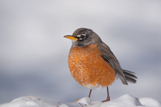 Close-up of an American robin standing on snow, its bright orange breast contrasting with the soft, blurred winter background