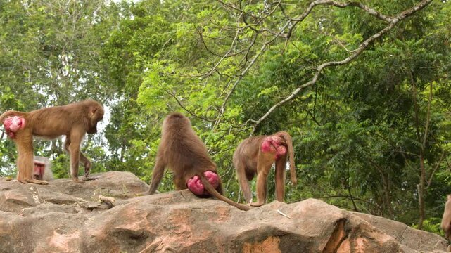 Hamadryas Baboons Interacting on a Rocky Outcrop in a Zoo