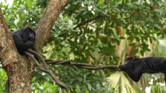 Black Howler Monkeys Resting on Vines in a Tropical Rainforest