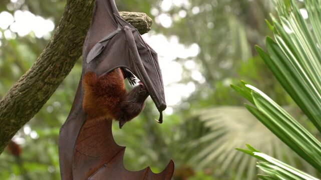 Large Flying Fox Bat Hanging Upside Down in Tropical Jungle