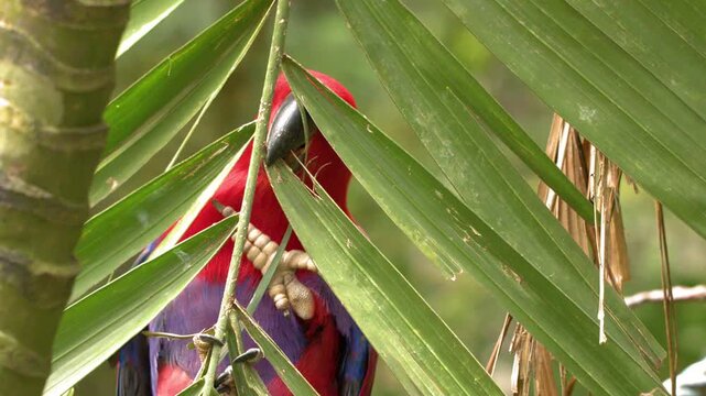 Female Eclectus Parrot Perching and Foraging on Tropical Palm Leaves