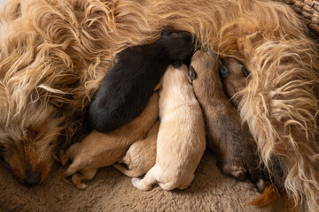 Newborn Puppies Suck their mother. Group of small dogs next to mom