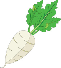Fresh daikon radish vector root vegetable with green leaves healthy organic food