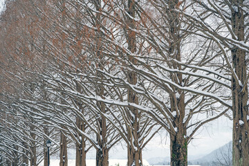 滋賀 メタセコイア並木の雪景色