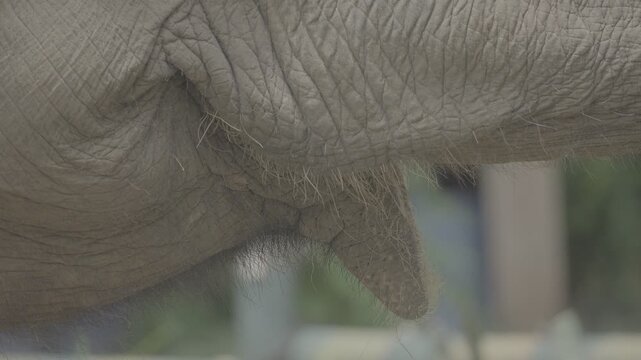 Close Up of Elephant Mouth and Trunk Detail S log 3 10bit 422