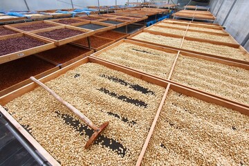 Close up of coffee beans drying in the sun