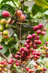 Coffee beans ripening on a tree